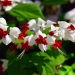 2 Bleeding Heart Live Plants, 5-9 Inches, Clerodendrum Bleeding Heart Vine, Bell Shaped Flowers Well Rooted (Mixed)