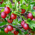Gooseberry Bush Live Plant, 5-9 Inch Tall, Gooseberry Plant Live for Growing, Gooseberry Tree Live Plant