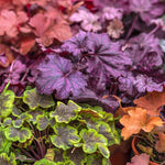 Pack 3 Heuchera Plants Live, Coral Bells Plants 4-7” Tall for Shade Gardens, Borders, Pots, Heuchera Perennials Seedlings (Mix Heuchera)