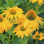 Combo 6 Echinacea Plants Roots, Yellow Coneflower Plant Live Indoor, 5 to 6 Inc Tall, Echinacea Flower Plant Gardening