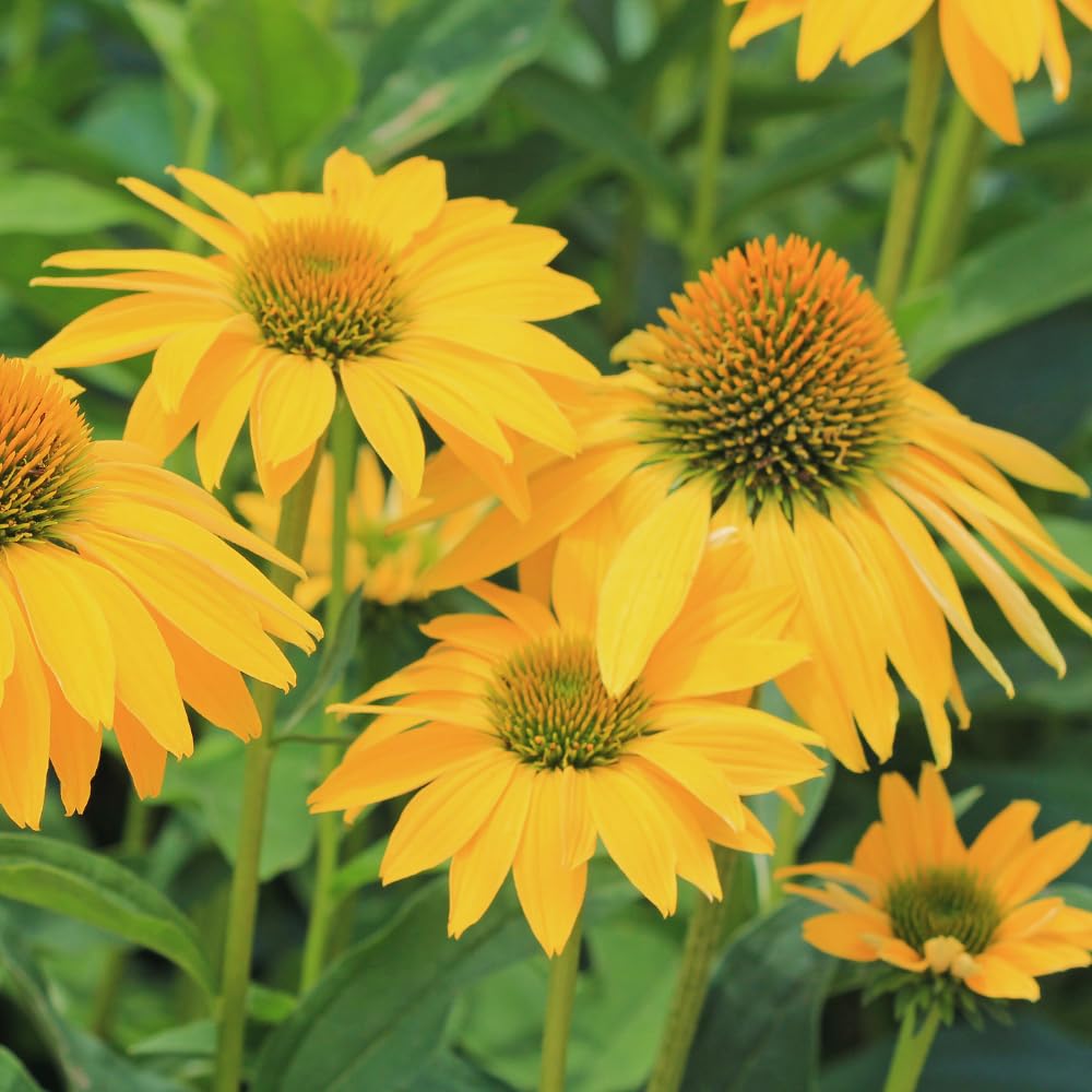 Combo 6 Echinacea Plants Roots, Yellow Coneflower Plant Live Indoor, 5 to 6 Inc Tall, Echinacea Flower Plant Gardening