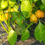 Set 2 Assorted Pepper Live Plants, 90 Days Old Super Pepper Live Plant for Summer Planting (Yellow Jamaican Scotch Bonnet)