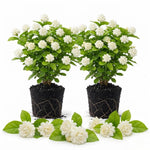2 Grand Duke Jasmine Live Plants, Fragrant Flowering Shrubs, 4-6" Tall