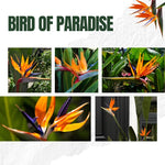 Sets 2 Bird of Paradise Plants Live, White and Yellow Striking Blue Yellow Blooms, 5 to 9 Inc Tall, No Pot, Tropical Houseplant, Exotic and Vibrant Color