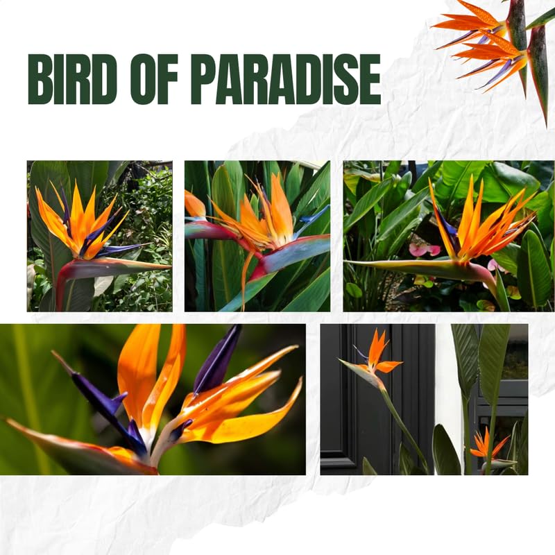 Sets 2 Bird of Paradise Plants Live, Orange and Yellow Striking Blue Yellow Blooms, 5 to 9 Inc Tall, No Pot, Tropical Houseplant, Exotic and Vibrant Color