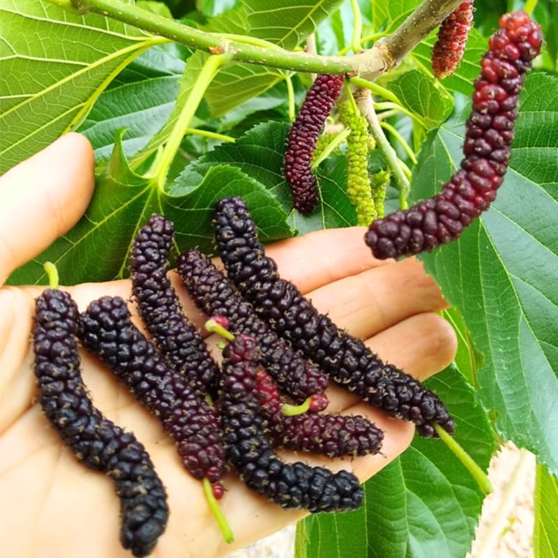 Mulberry Plant Live for Planting, 5 to 8 Inch Tall, Sweet Mulberry Tree Live Plant, Edible Mulberries Fruit Seedling for Gardneing, No Pot (Pakistan Mulberry)