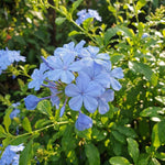 10 Blue Plumbago Cuttings for Planting, Blue Blooming Outdoor Shrub Cuttings, 6-8 Inch Tall