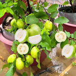 White Guava Tree Live Plant 1 Year Old Seedling, 6-10" Well Rooted, Ready to Bear Fruit Within 1-2 Years