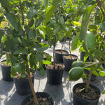 Pink Guava Tree Live Plant, 19-25 Inches Tall in Pot, Well Rooted, Ready to Bear Fruit, Large Guava Trees for Planting, 1-2 Years Old