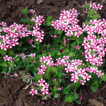 2 Red White Verbena Plants Live, Perennial Ground Cover or Trailing Bushes Shrubs, 5-9 Inches Tall, Verbena Flower for Planting