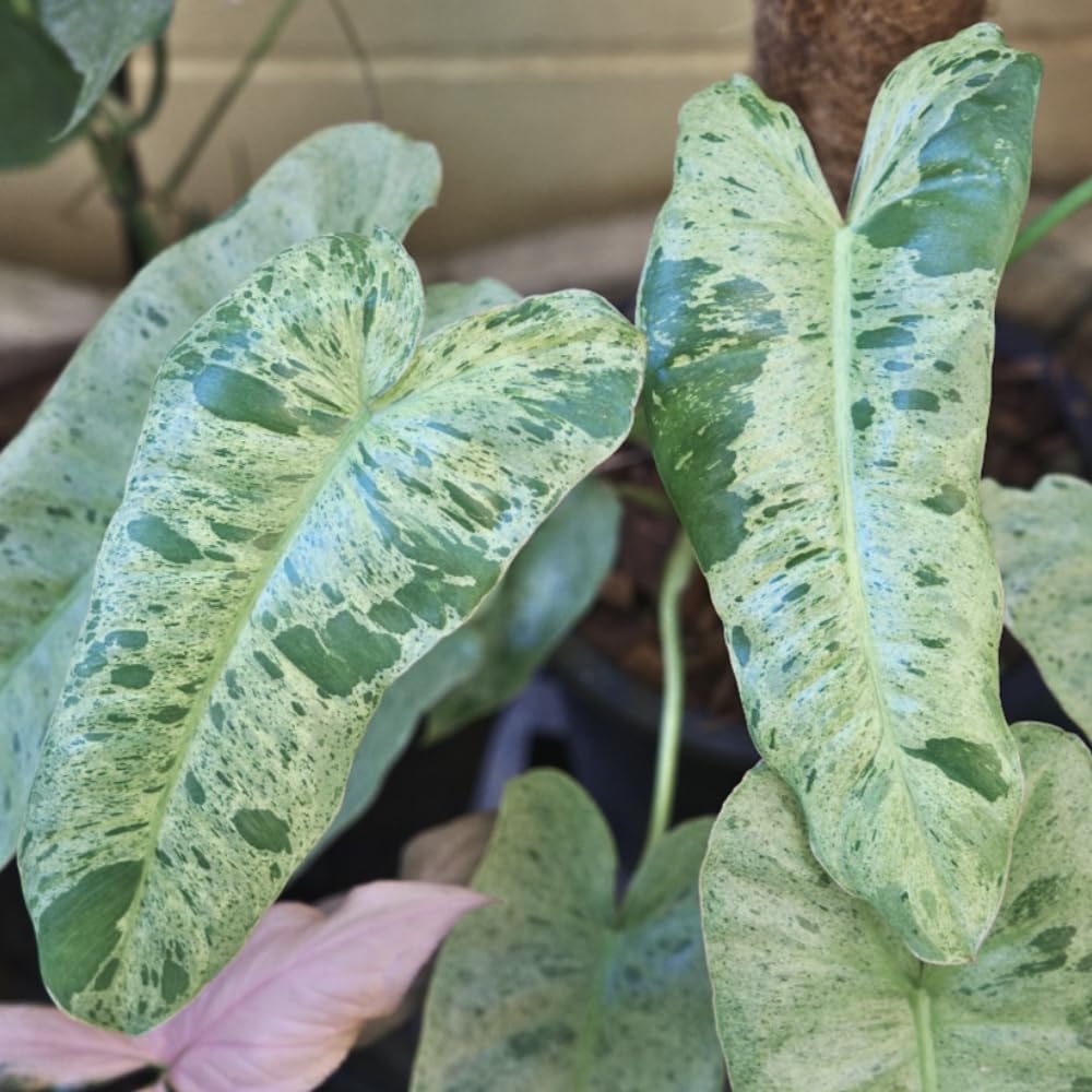 Variegated Philodendron Live Plant, Rare Indoor Houseplant Live Well Rooted 5-7 Inches, Container Growing, Home Office Decor (Variegated Green Philodendron)