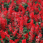 4 Fragrant Sage Salvia Live Plants, Planting in Spring Sage Plants Live, 5 to 10 Inches in Tall, Change Color (Red, Hot Lips Like)