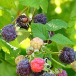 2 Raspberry Plants Live Seedlings 5 to 9 Inch Tall, Sweet Raspberry Bush Live Plants, Edible Raspberries Fruit Trees Live Plants (Glencoe Thornless Raspberry Plants)