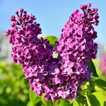 2 Purple Lilac Bushes Live Plants, 6-12" Tall, Common Reblooming Lilac Trees, Well-Rooted, in Pots