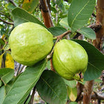 Set 4 Guava Live Plants, Guava Trees, Pink Guava Trees Live Plant, 4"-8" in Tall, Guava Trees Plant Live Guava for Gardening