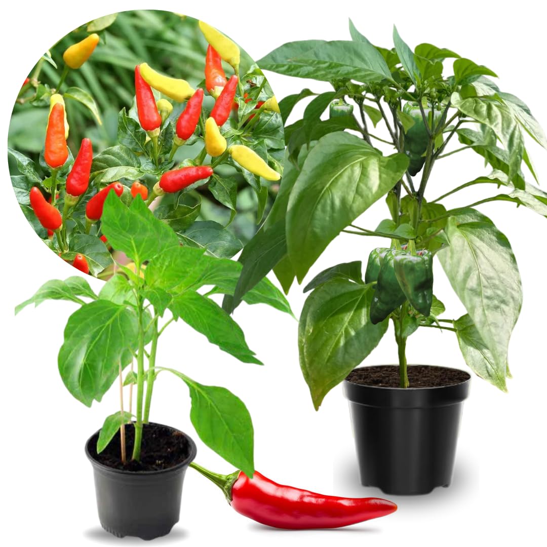 2 Super Hot Peppers Live Plants, 90 Days Old Seedling, 2 Plants Per Pot, Hot Pepper Chili Plant for Spring Planting, Red Pepper