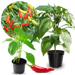 2 Super Hot Peppers Live Plants, 90 Days Old Seedling, 2 Plants Per Pot, Hot Pepper Chili Plant for Spring Planting, Red Pepper