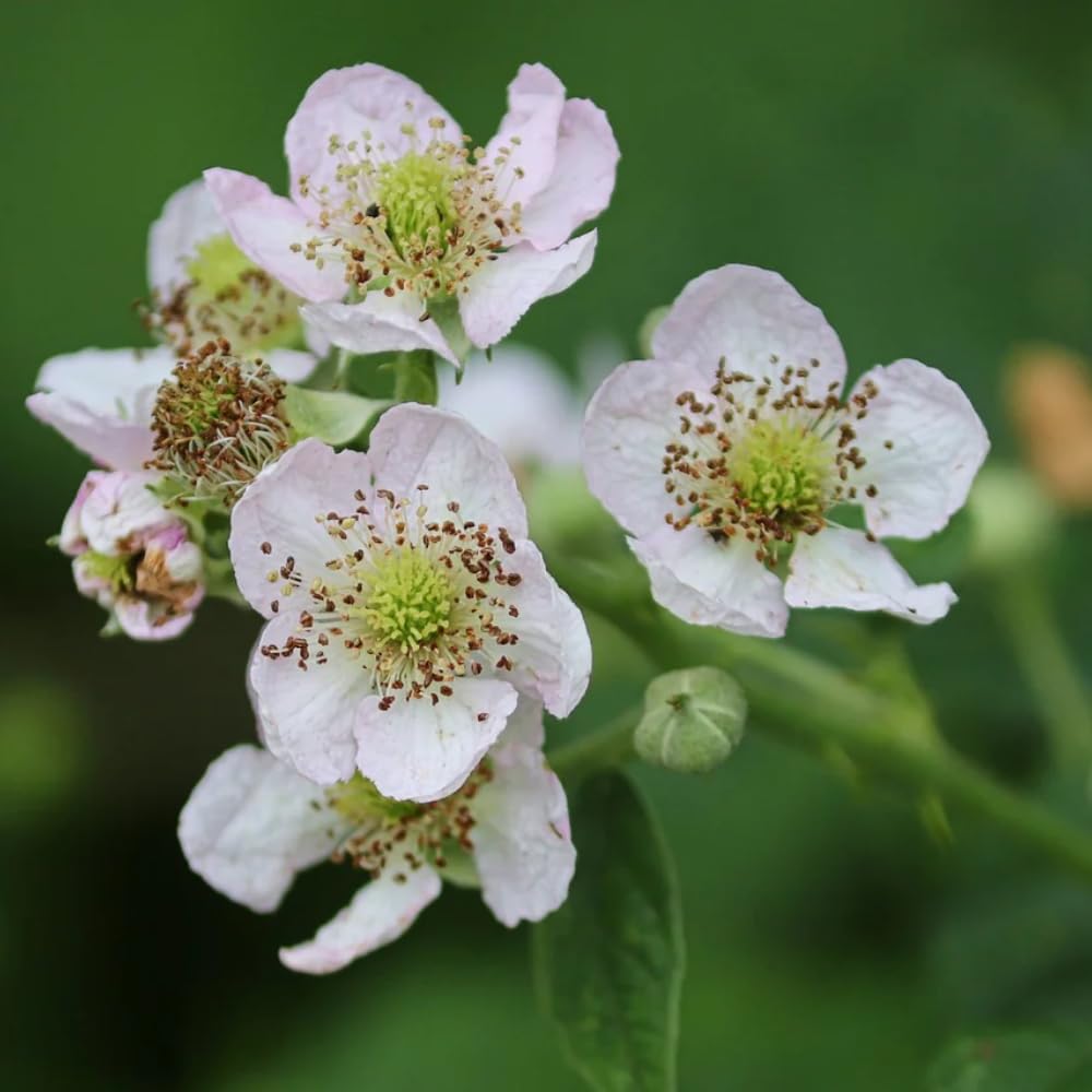 4 BlackBerry Plants Live for Planting, 5-9 Inches Height, Sweet Berry Bush Live Plant, Large Berries Plant (Triple Crown BlackBerry)