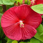 Hibiscus Plants Live, Hardy Hibiscus Plants Live, Easy to Plant, Hibiscus Tree Live Plant, Perennial Flower Tree, Red Hardy Hibiscus