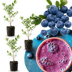 3 Fast-Growing Blueberry Bushes Seedlings, High-Yield Blueberry Trees Live Plants, 6 Months Old, Starter 3-6" in Tall, Cold Hardy Zones 4-7