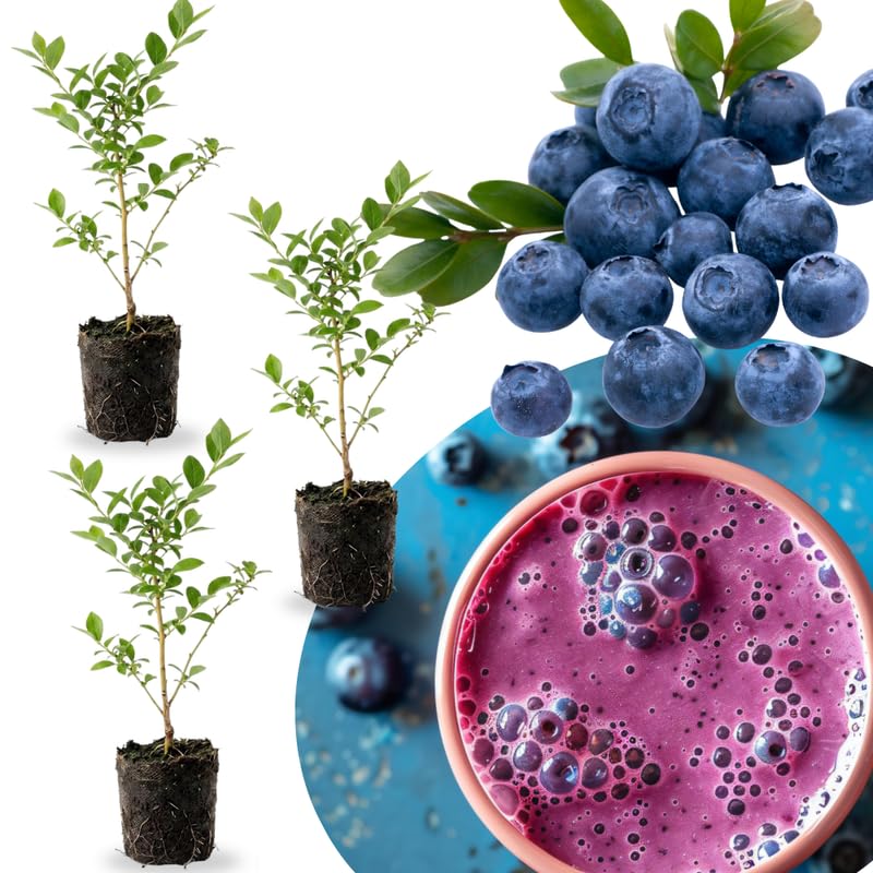 3 Fast-Growing Blueberry Bushes Seedlings, High-Yield Blueberry Trees Live Plants, 6 Months Old, Starter 3-6" in Tall, Cold Hardy Zones 4-7