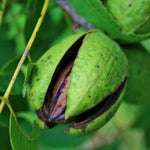 5 Pecan Trees Live Plants Seedlings, 12-18 Inches Tall Bare Roots Trees Live Plants, Dormant Nuts Tree for Spring Planting, Hardy Pecan Nut