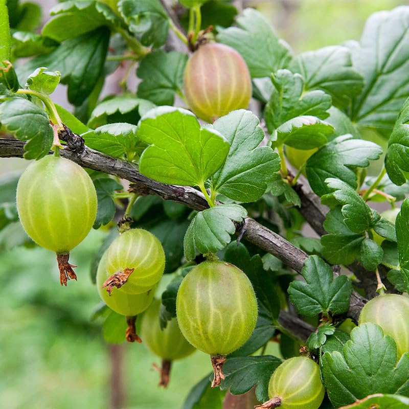 5-10" Tall Gooseberry Bush Live Plant, Gooseberry Plant Live for Growing, Gooseberry Tree Live Plant (Sweet Gooseberry)