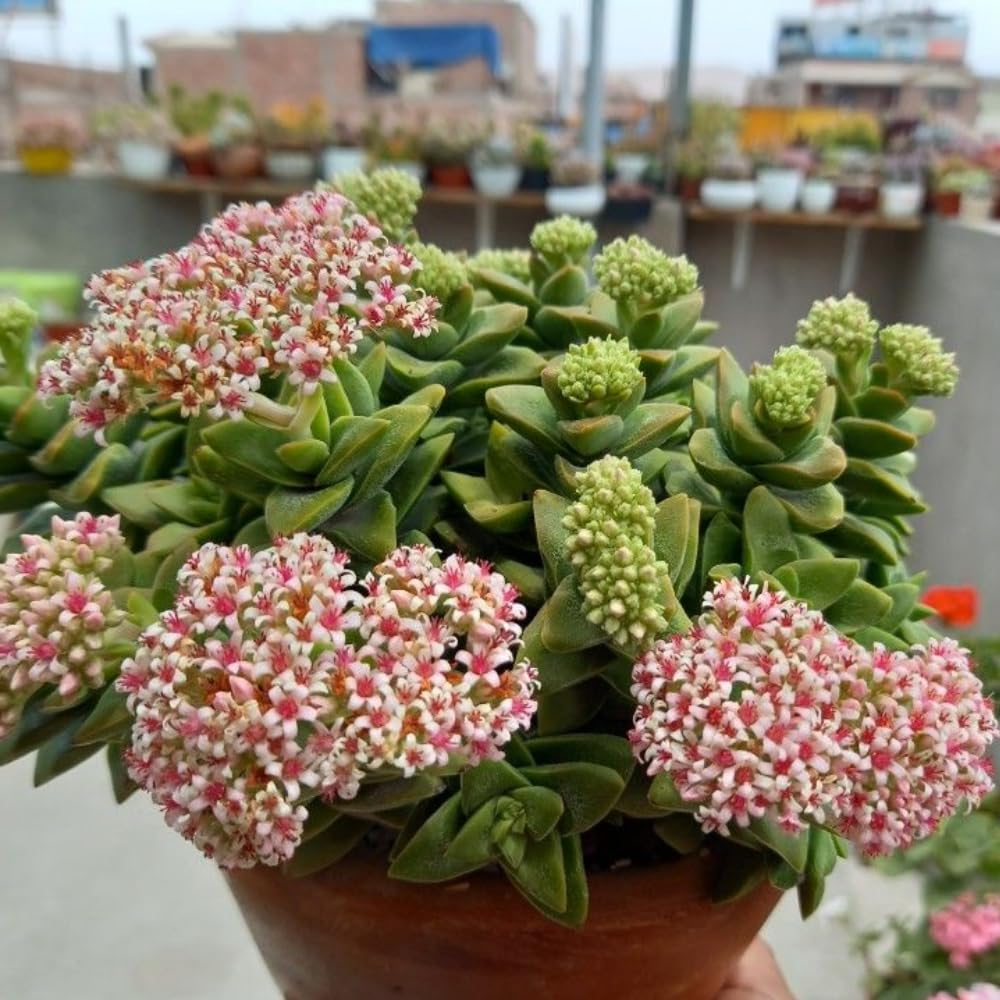 Spring Crassula Succulent Plants Live in 2" Pot, 3-5 Inches Tall, Rare Houseplant for Indoor Outdoor Planting