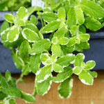 Big Clumps Pineapple Mint Plants Live in Pot, Well-Rooted Herb for Home Gardens, Heirloom Mint Indoor Outdoor, Fresh Mints