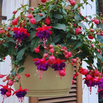 Fuchsia Plants Live, Purple Pink Fuchsia Live Plants, 4 Plants from 3 Inc Tall, Fuchsia Plant, No Potted, Well Rooted