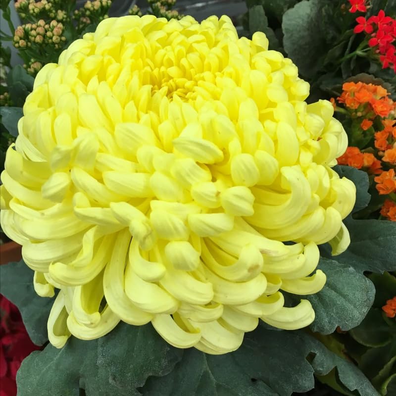 Pack 3 Gold Chrysanthemum Plants, Mums Plants Live, 3 to 6 Inch Tall Garden Mum Live Plant, Vibrant Fall Blooms, Hardy Chrysanthemum Flowers, No Pot