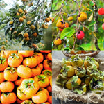 2 Persimmon Tree Live Plants Bare Roots, Live Persimmon Tree, Cold Hardy, 6-12 Inches Tall, Seedlings