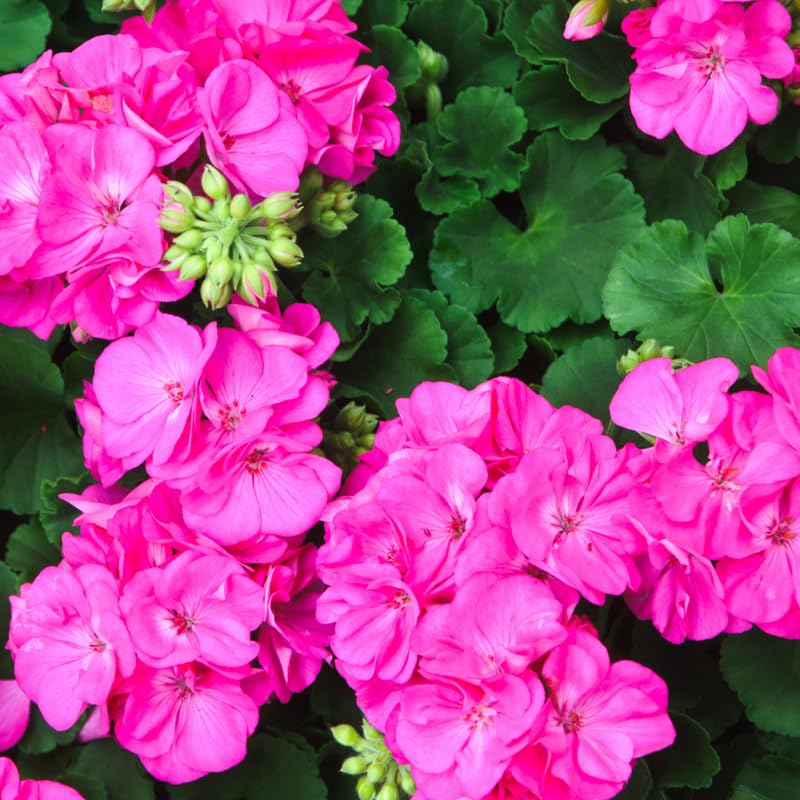 2 Pink Geraniums Live Plants, Live Geranium Plant, 4 Inc to 7 Inc Tall, Geranium Live Plants, Geranium Flower Plant Outside
