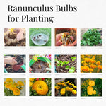 Pack of 30 Ranunculus Bulbs for Spring Planting, Ranunculus Bulbs for Planting, Spring Blooms Vibrant Perennial Bulbs for Garden Borders (Yellow Ranunculus)