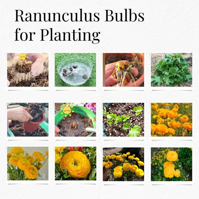 Pack of 30 Ranunculus Bulbs for Spring Planting, Ranunculus Bulbs for Planting, Spring Blooms Vibrant Perennial Bulbs for Garden Borders (Yellow Ranunculus)