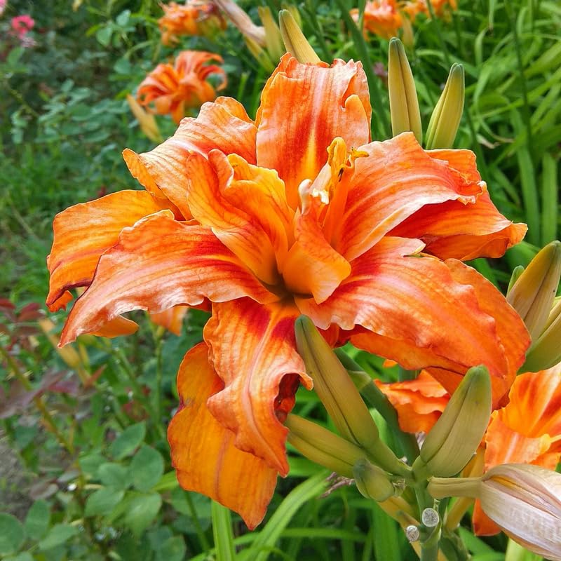 Pack 3 Double Orange Daylily Bulbs for Planting, Hardy Perennial Flower with Vibrant Blooms, Reblooming Daylilies Bulbs for Garden Borders and Containers