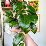 Hoya Plants Live Houseplants, Hoya Quinquenervia Plant, 5 to 7 Inches Tall, Well Rooted Plants, Indoor Growing