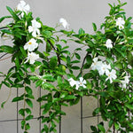 2 White Mandevilla Plants Live, Trailing Mandevilla Vine for Outdoor Planting, 4-6 Inch Tall Live Flowering Vine for Trellis or Containers