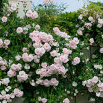 Pink New Dawn Climbing Rose Live Plant, 6 Months Old Starter, Fragrant Purple Climbing Roses for Planting Outdoor, No Pot