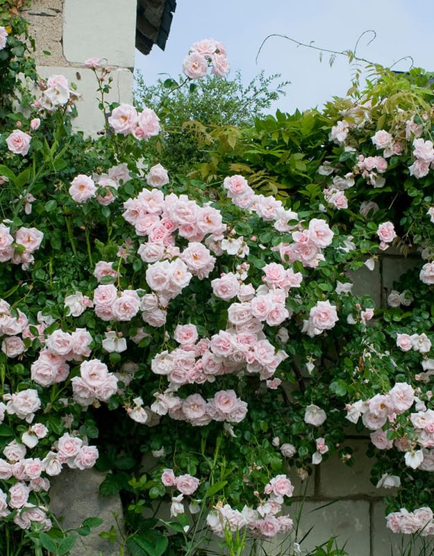 Pink New Dawn Climbing Rose Live Plant, 6 Months Old Starter, Fragrant Purple Climbing Roses for Planting Outdoor, No Pot