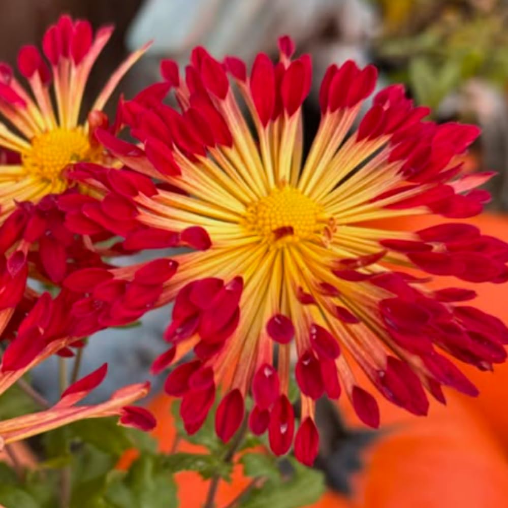 2 Mums Plants Live, Chrysanthemum Plants Live, 5 to 8Inc Tall, No Potted, Mum Live Plant Yellow Red Chrysanthemum Flower Live Plant Garden