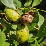 Set 2 of Pecan Nut Trees Live Plants, 1 to 2 Feet Tall, Pecan Tree Live Plants, Bare Roots, Hardy Shrub Plants for Gardening Outdoor