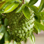 Giant Soursop Guanabana Tree Live Plant, Starter Size 5”-10” Seedling No Pot, Hardy, Tropical Flavor Annona Muricata