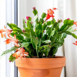 True Thanksgiving Cactus Plant Live in 4" Pot, Ready to Bloom, Holiday Christmas Cactus Plants Live, Vibrant Blooms (Orange)
