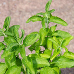 2 Stevia Plants Live 4-6 Inch Tall, Sweet Stevia Herb Well Rooted, Outdoor Garden Growing