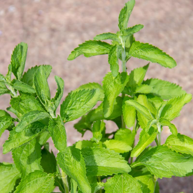 2 Stevia Plants Live 4-6 Inch Tall, Sweet Stevia Herb Well Rooted, Outdoor Garden Growing