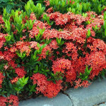 3 Red Ixora Plants Live, Flowering Ixora Bush Shrub, 5-9” Tall, Tropical Ixora Well-Rooted for Planting Home Garden