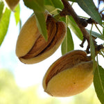 5 Pecan Trees Live Plants, Dormant, Bare Roots, Nuts Tree for Spring Planting, 1-2 Feet Tall, Hardy Pecan Nut Seedlings