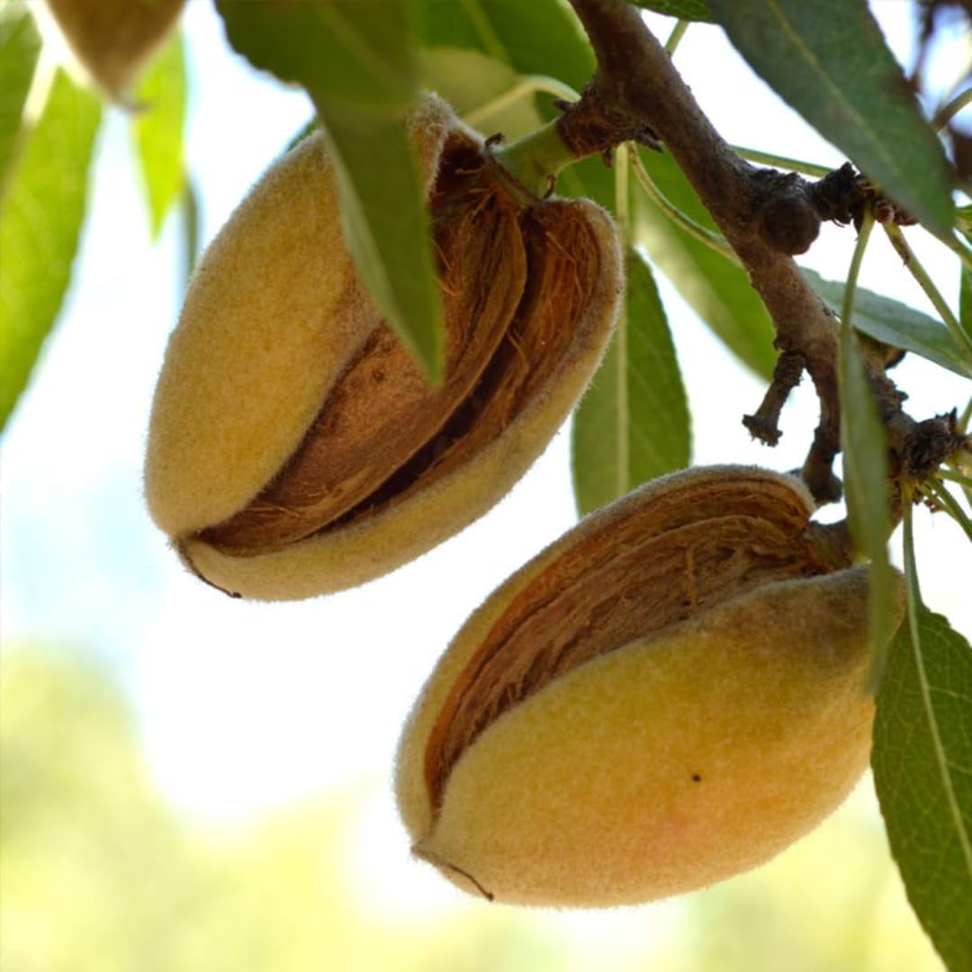 5 Pecan Trees Live Plants, Dormant, Bare Roots, Nuts Tree for Spring Planting, 1-2 Feet Tall, Hardy Pecan Nut Seedlings