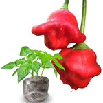 2 Plants Aji Dulce Pepper Live Plants Per Pot, 100 Days Old Pepper Plant Well Rooted Seedlings, Hot Peppers for Year Round Harvesting
